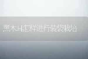 黑木耳怎样进行装袋栽培