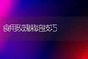 食用玫瑰栽培技巧