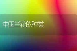 中国兰花的种类