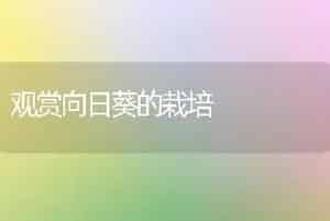 观赏向日葵的栽培