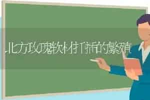 北方玫瑰软材扦插的繁殖