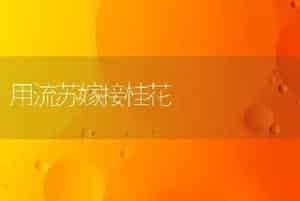 用流苏嫁接桂花