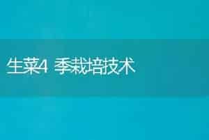 生菜4季栽培技术