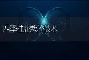 四季桂花栽培技术
