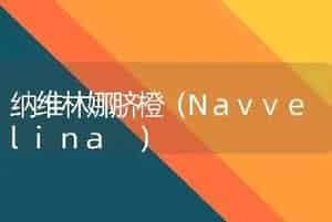 纳维林娜脐橙（Navvelina ）