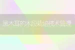 黑木耳的木段栽培技术管理