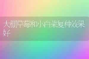 大棚草莓和小白菜复种效果好