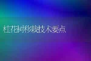 桂花树移栽技术要点