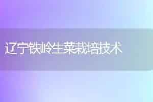 辽宁铁岭生菜栽培技术