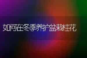 如何在冬季养护盆栽桂花