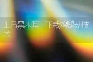 上吊黑木耳 下栽鸡腿菇技术