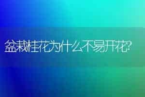 盆栽桂花为什么不易开花?