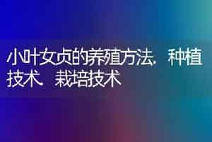 小叶女贞的养殖方法.种植技术.栽培技术