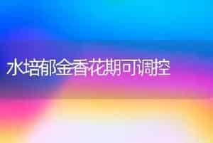 水培郁金香花期可调控