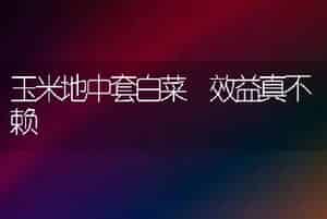 玉米地中套白菜 效益真不赖