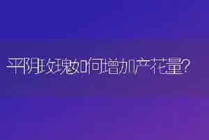 平阴玫瑰如何增加产花量？