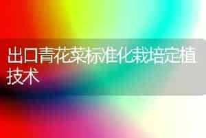 出口青花菜标准化栽培定植技术