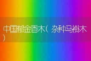 中国郁金香木(杂种马褂木)