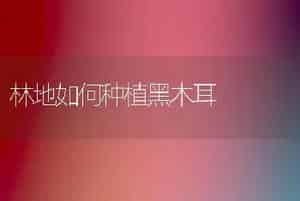 林地如何种植黑木耳