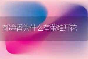 郁金香为什么有蕾难开花