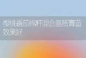 樱桃番茄棉秆混合基质育苗效果好