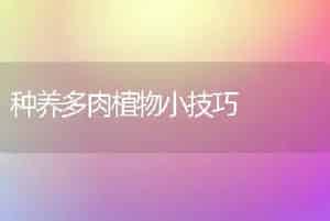 种养多肉植物小技巧