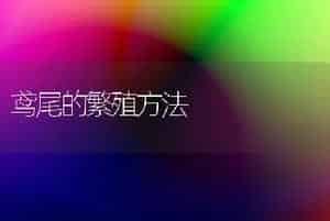 鸢尾的繁殖方法