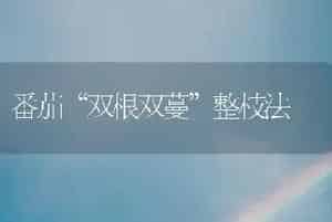 番茄“双根双蔓”整枝法