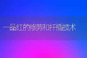 秋露地大葱田间咋管理