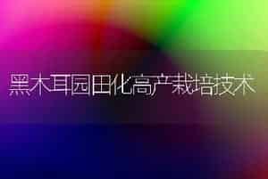 黑木耳园田化高产栽培技术