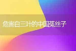 危害白三叶的中国菟丝子