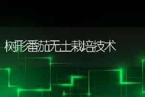 树形番茄无土栽培技术