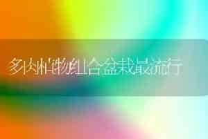 多肉植物组合盆栽最流行
