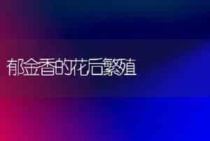 郁金香的花后繁殖