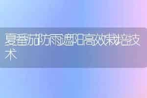 夏番茄防雨遮阳高效栽培技术