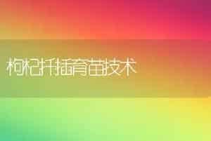 枸杞扦插育苗技术