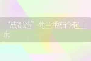 “成都造”荷兰番茄今起上市