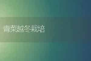 青菜越冬栽培