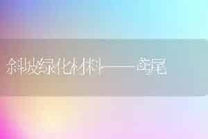 斜坡绿化材料——鸢尾