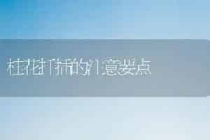 桂花扦插的注意要点