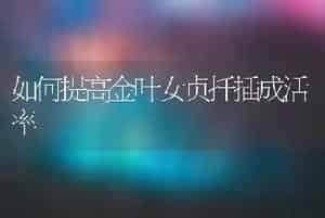 如何提高金叶女贞扦插成活率