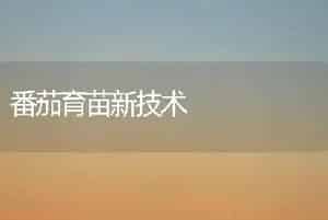 番茄育苗新技术