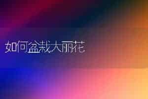 如何盆栽大丽花