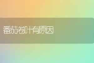 番茄卷叶有原因