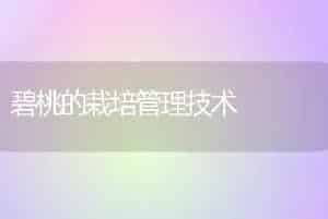 碧桃的栽培管理技术