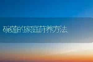 碗莲的家庭莳养方法