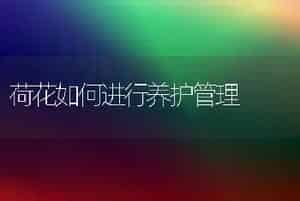 荷花如何进行养护管理