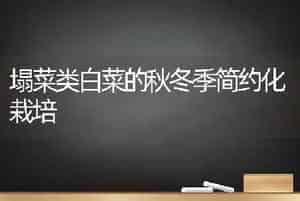 塌菜类白菜的秋冬季简约化栽培