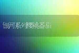 银河系列樱桃番茄