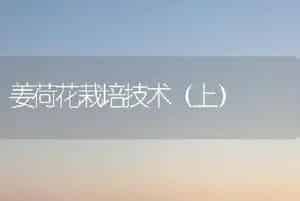 姜荷花栽培技术（上）